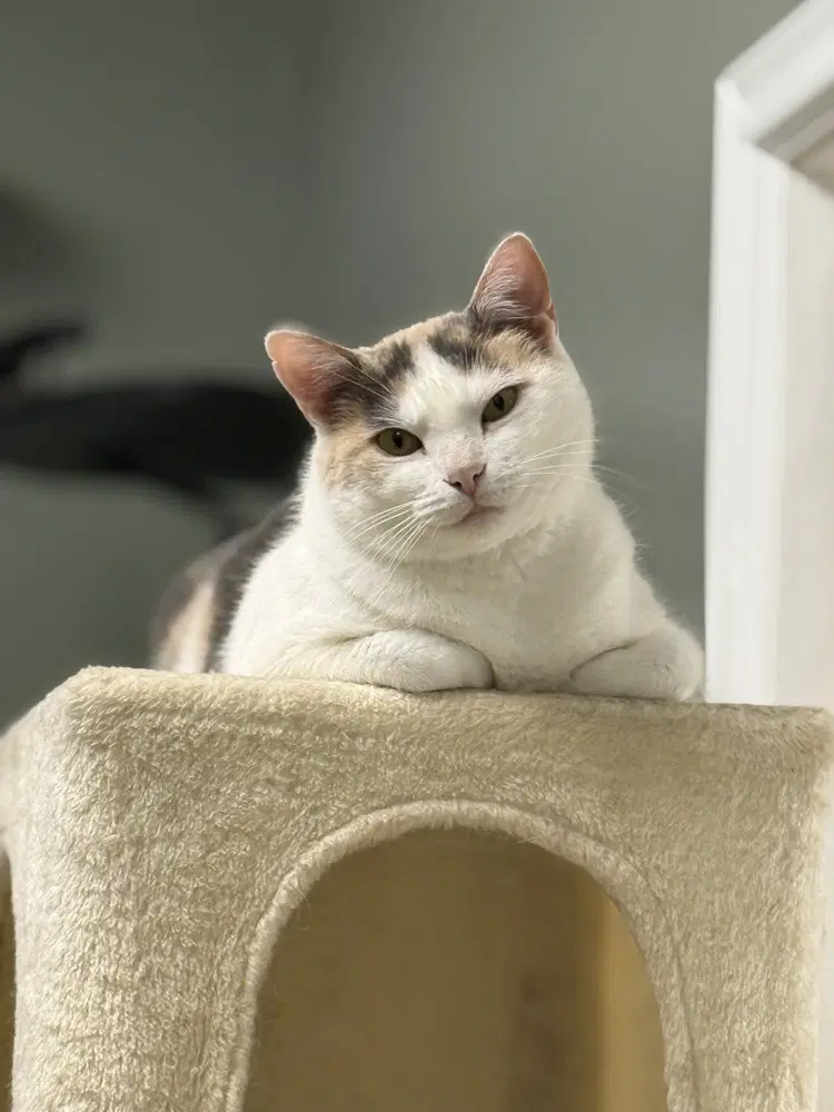Avery Olaf - Domestic Short Hair