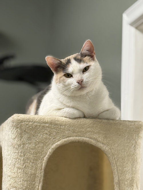 Avery Olaf, Young Domestic Short Hair (short coat), cat for adoption in Atlantic City, New Jersey