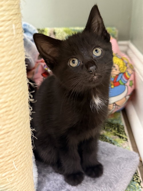 MOONGLOW RAINBOW BRITE SAILOR - Domestic Short Hair available for adoption