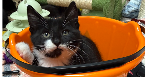 HAMMY RAINBOW BRITE SAILOR - Domestic Short Hair available for adoption