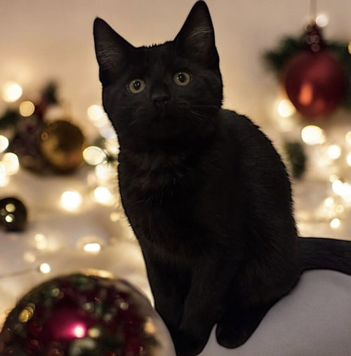 TWINK RAINBOW BRITE SAILOR - Domestic Short Hair available for adoption