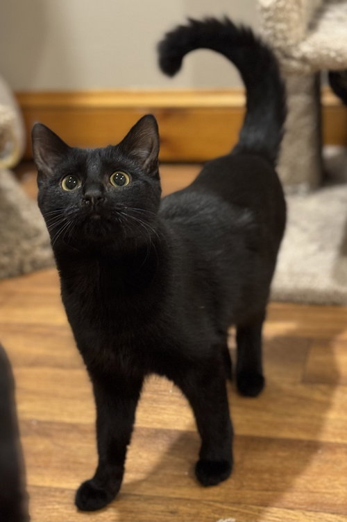 Shy Violet Rainbow Brite Sailor, an adoptable Domestic Short Hair in Mount Laurel, NJ
