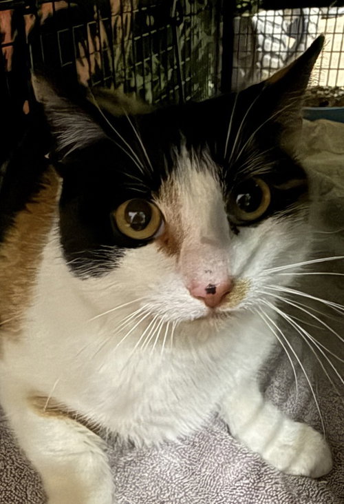 Bellini Oz, an adoptable Domestic Short Hair in Mount Laurel, NJ