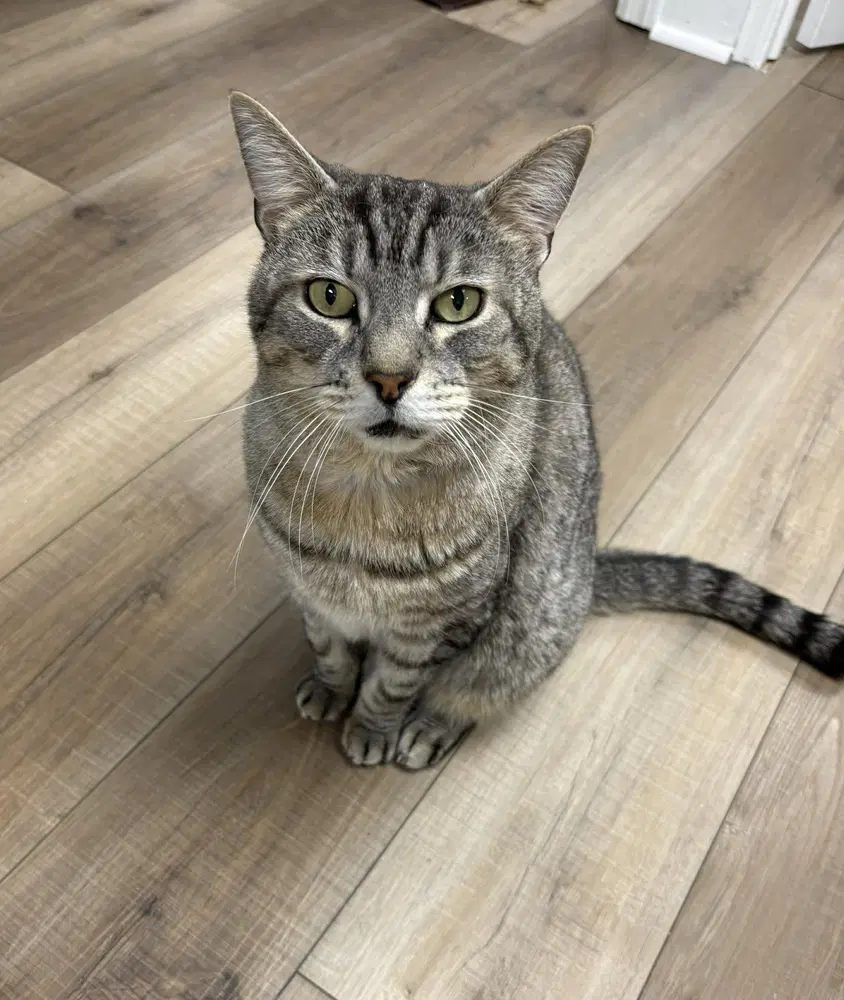 Harold - Domestic Short Hair