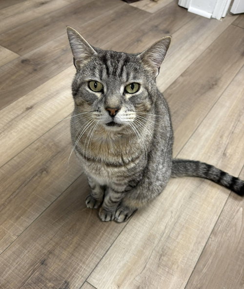 Harold, an adoptable Domestic Short Hair in Mount Laurel, NJ