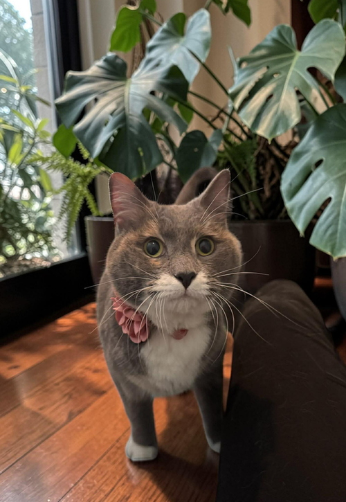 Magical Pegasus, an adoptable Domestic Medium Hair in Mount Laurel, NJ