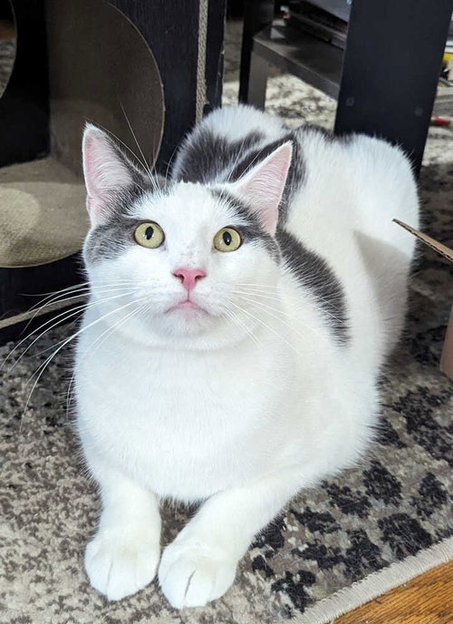 Magical Kitsune, an adoptable Domestic Short Hair in Mount Laurel, NJ