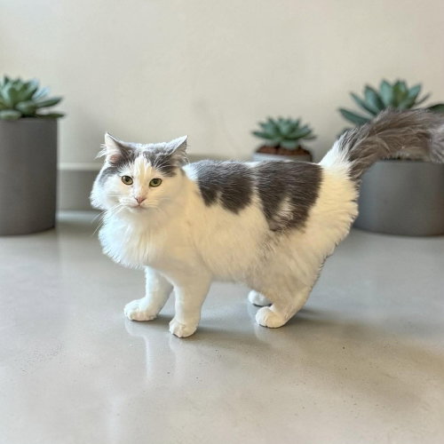 Magical Unicorn, an adoptable Domestic Long Hair in Mount Laurel, NJ