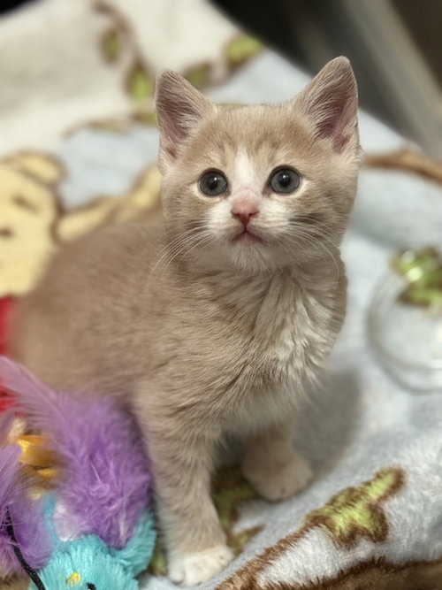 Dutton, an adoptable Domestic Short Hair in Mount Laurel, NJ