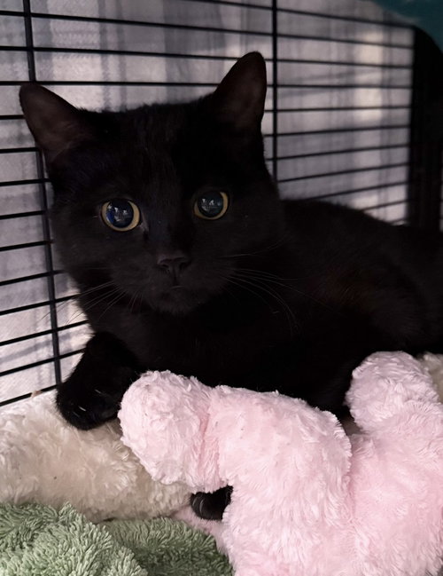 Pinkaboo Orchard, an adoptable Domestic Short Hair in Mount Laurel, NJ