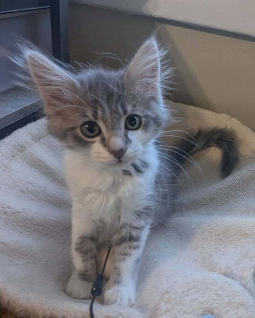 Mochi, Baby Domestic Short Hair / Domestic Medium Hair / Mixed (long coat), cat for adoption in Atlantic City, New Jersey