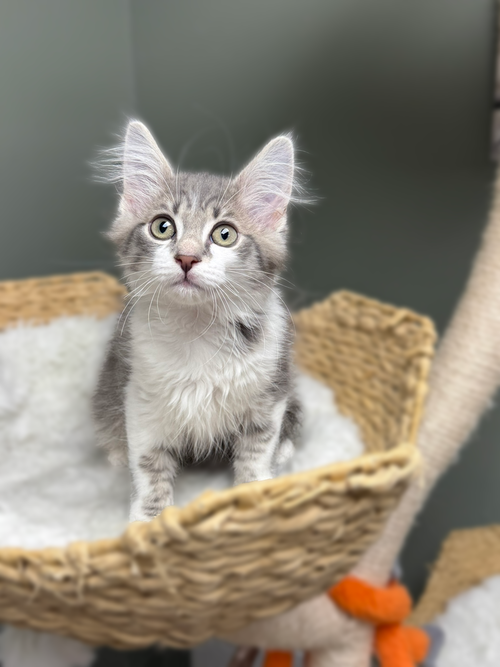 Mochi, an adoptable Domestic Long Hair in Mount Laurel, NJ