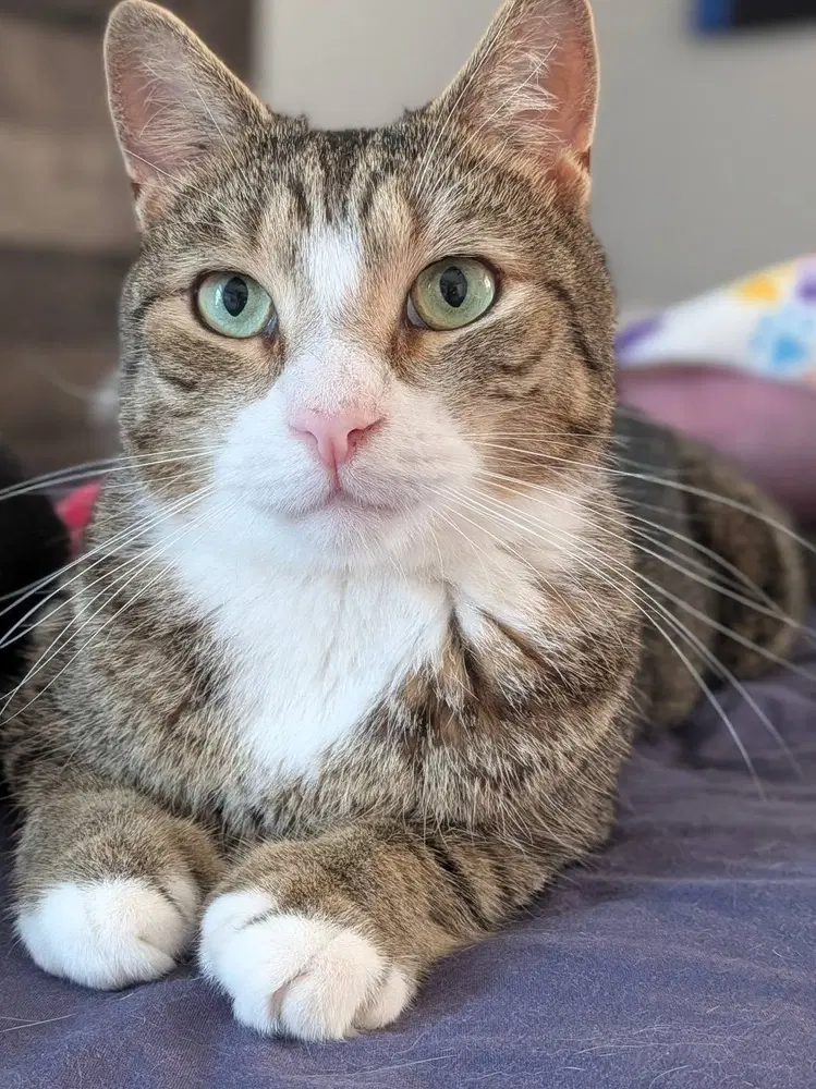 Alford Orchard - Domestic Short Hair