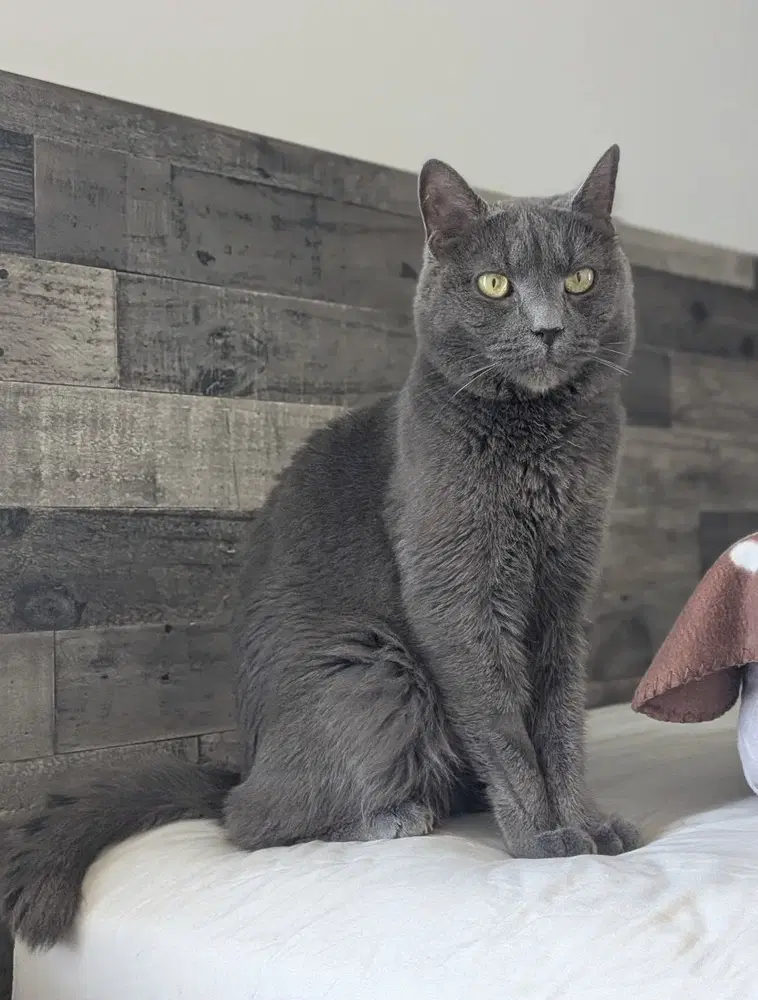 Aros Orchard - Domestic Short Hair