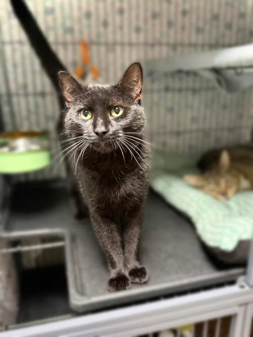 McLovin McDonalds, an adoptable Domestic Short Hair in Mount Laurel, NJ