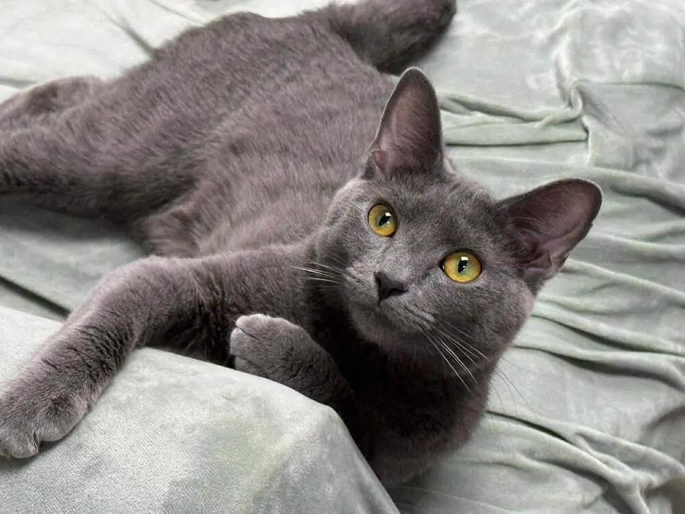 Crowley Valet - Russian Blue
