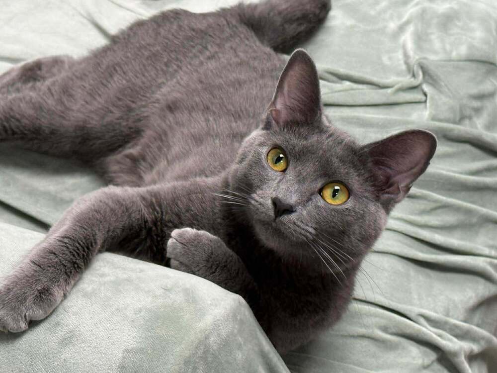 Crowley Valet, cat