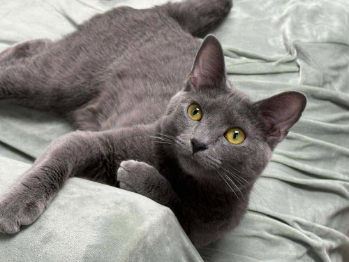 picture of the cat needing adoption