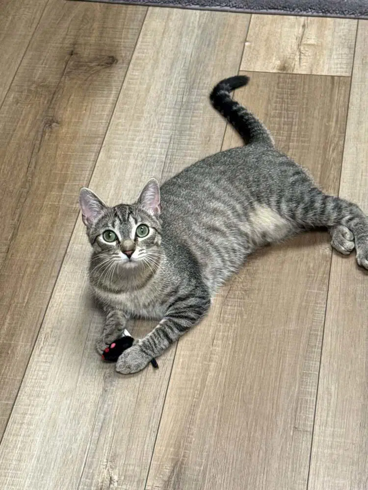 Hazel Valet - Domestic Short Hair