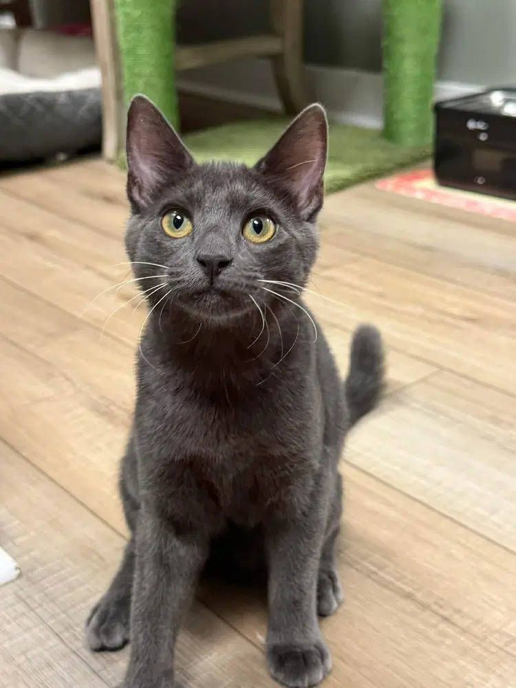 Lark - Domestic Short Hair