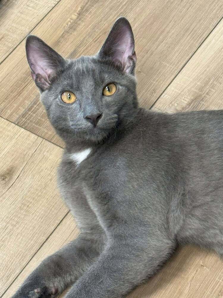 Oren - Domestic Short Hair