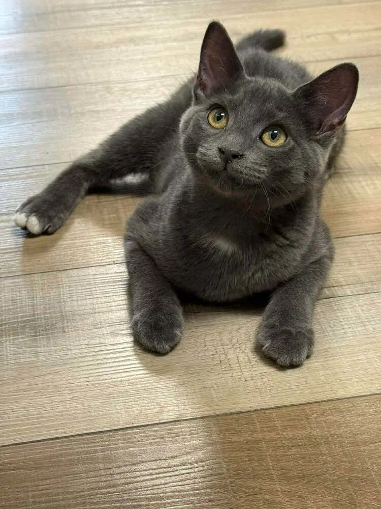 Fern - Domestic Short Hair