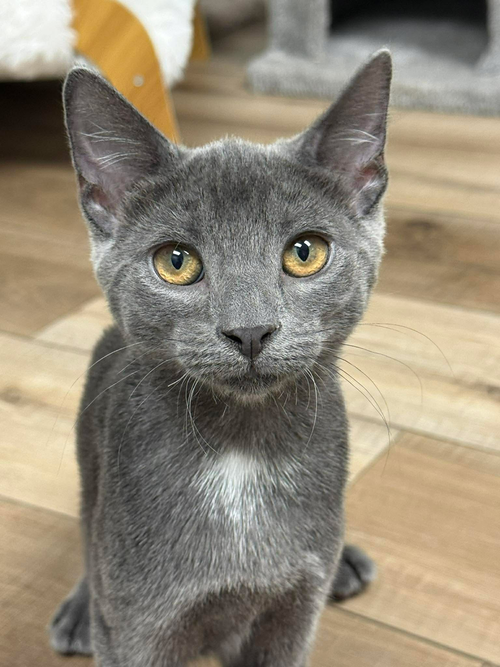 picture of the cat needing adoption