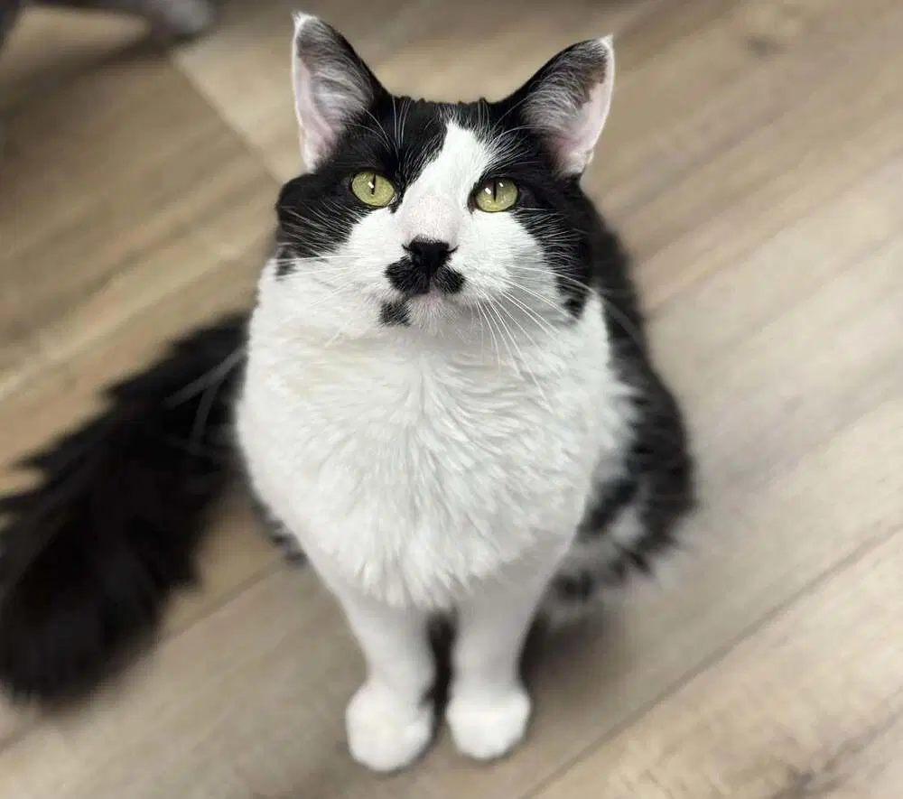 Twister Branch - Domestic Short Hair