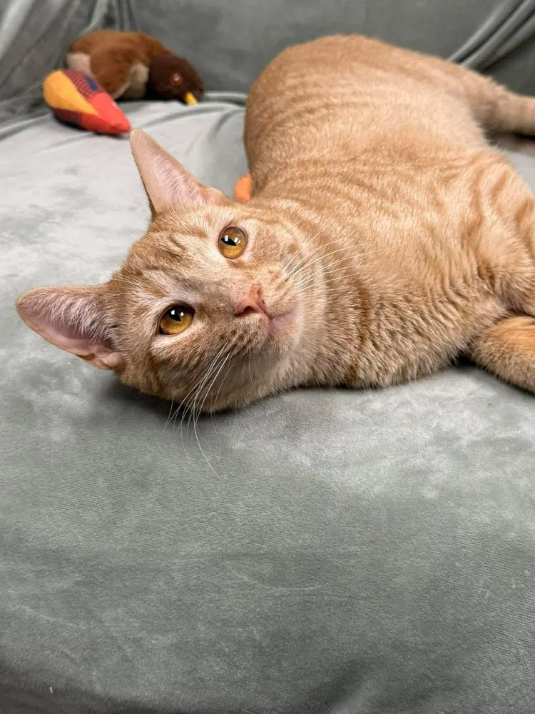 Newton Orchard - Domestic Short Hair