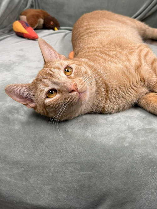 picture of the cat needing adoption