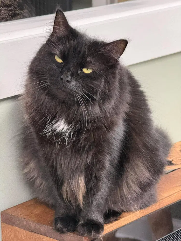 Trixie Sailor - Domestic Long Hair