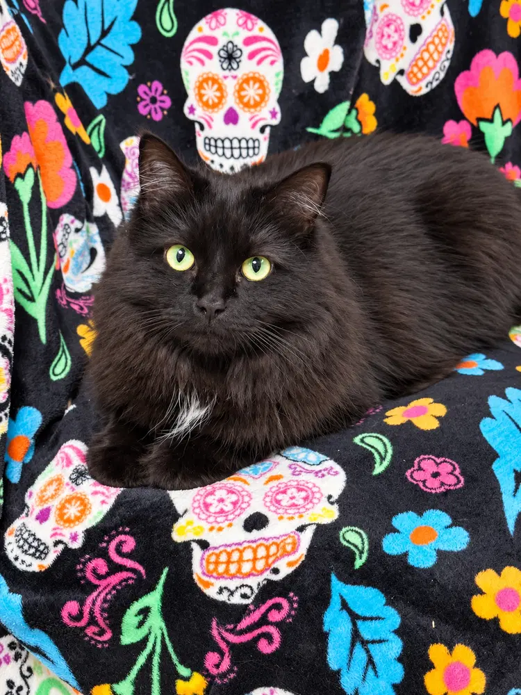 Trixie Sailor - Domestic Long Hair