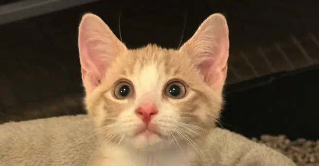 Slinky - Domestic Short Hair