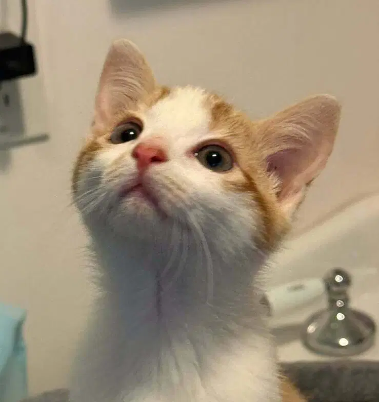 Giggle - Domestic Short Hair