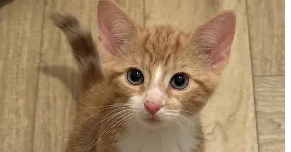Bullseye - Domestic Short Hair