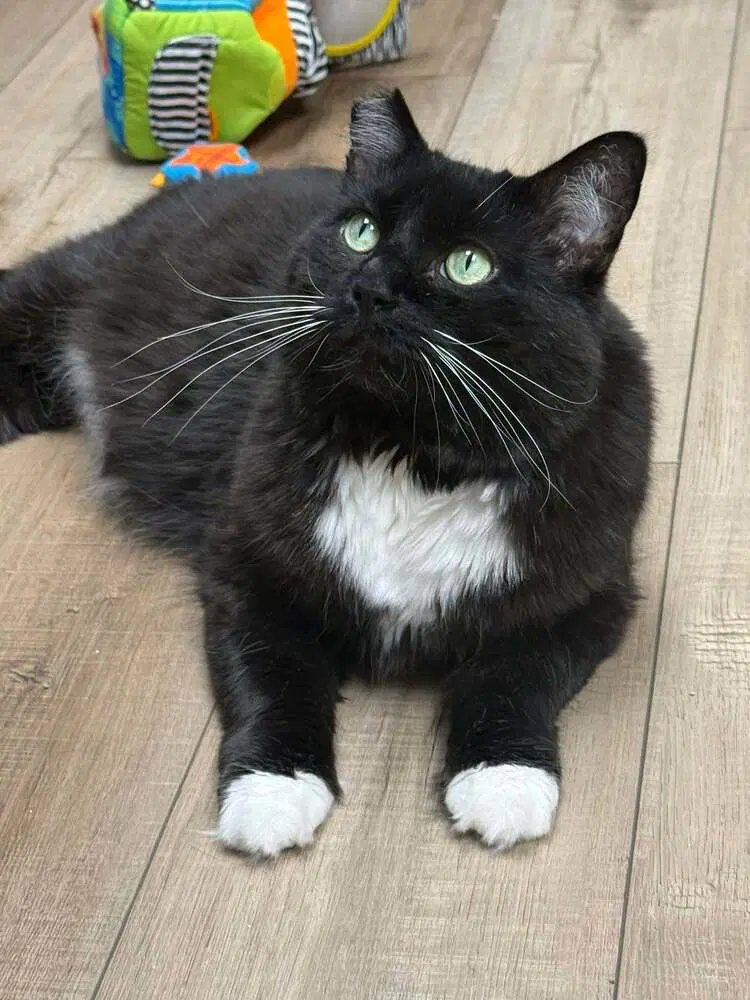 Domino Branch - Maine Coon