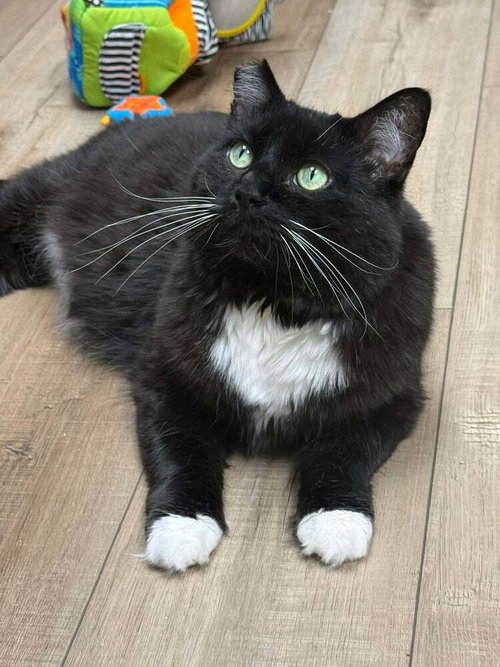Domino Branch, a cat for adoption from Randall's Rescues, Inc.