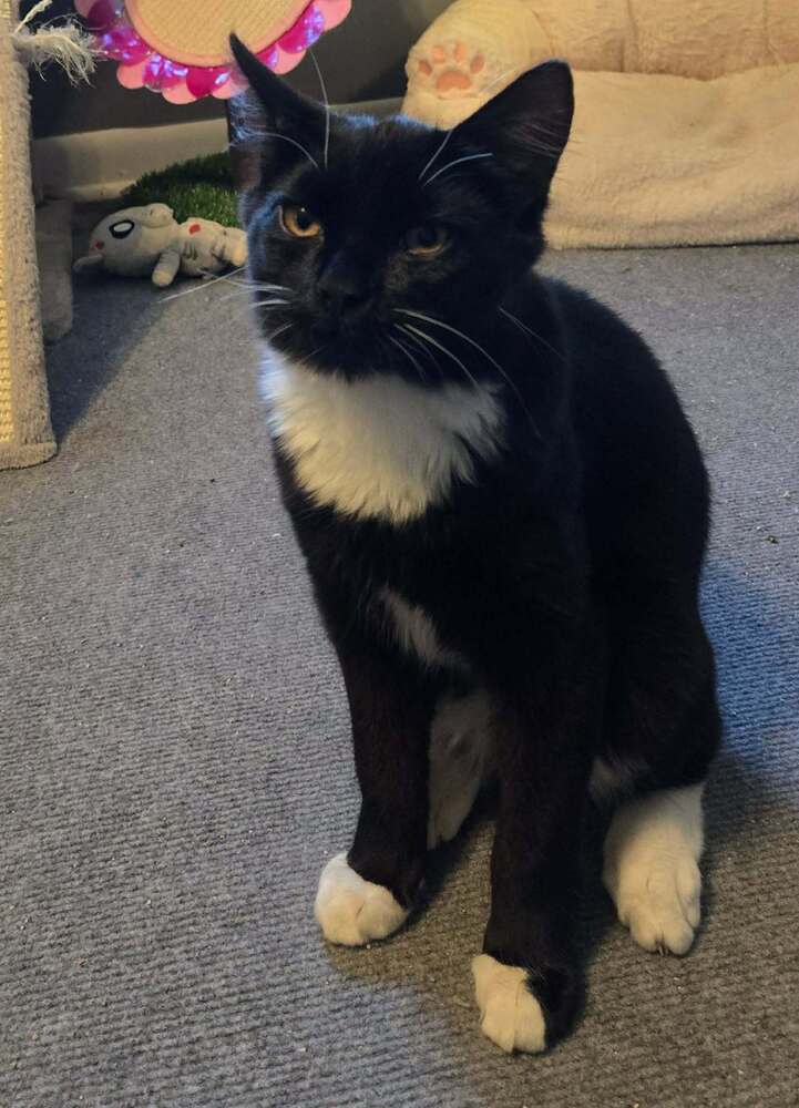 Twill Linen, Domestic Short Hair