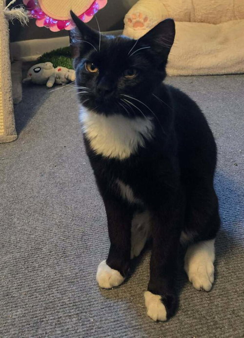 Twill Linen, a cat for adoption from Randall's Rescues, Inc.