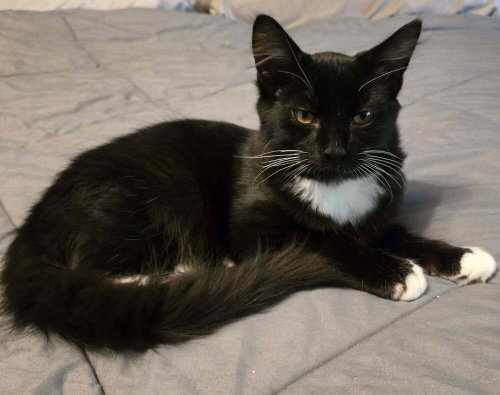 Tweed Linen, a cat for adoption from Randall's Rescues, Inc.