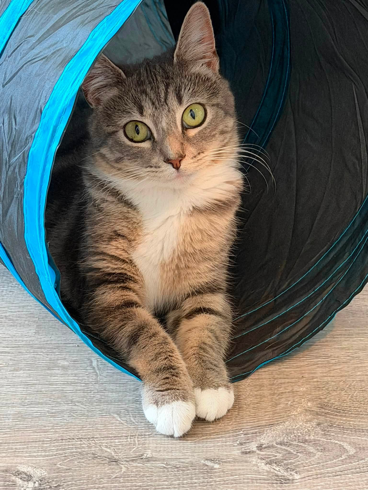 Tillie McDonalds, Domestic Short Hair