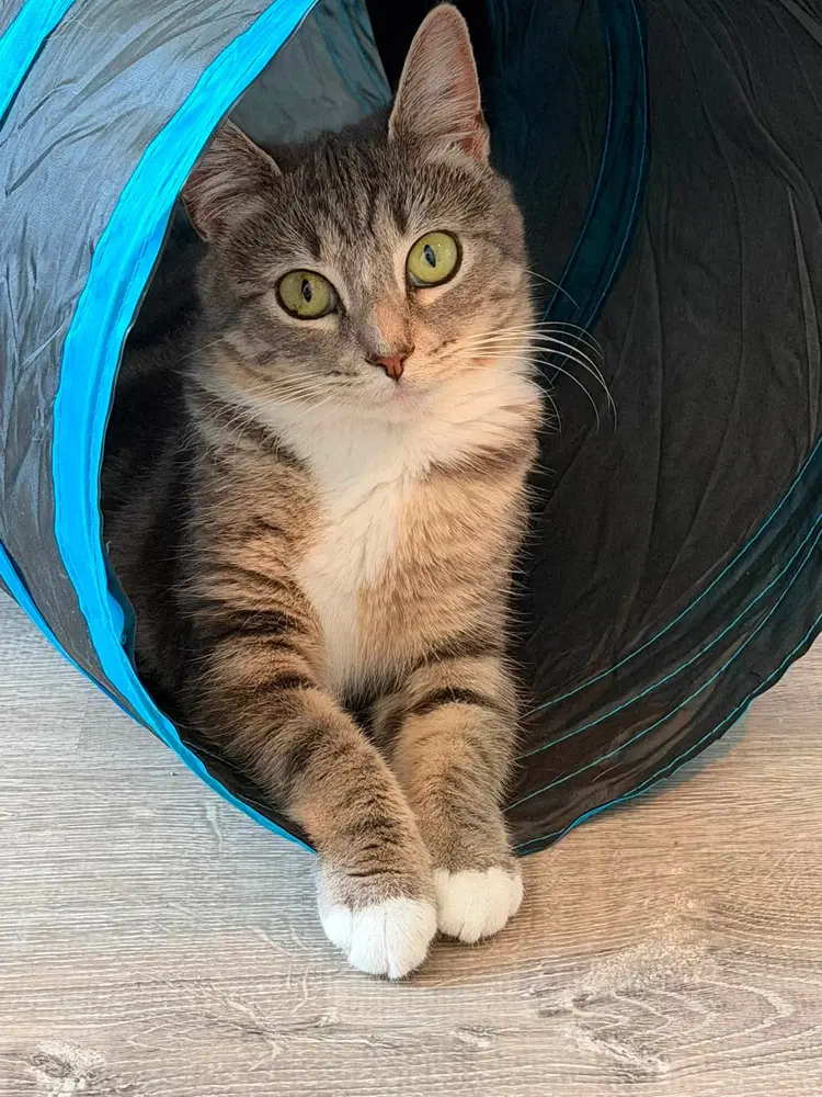 Tillie Mcdonalds - Domestic Short Hair