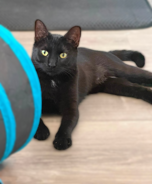 Millie McDonalds, a cat for adoption from Randall's Rescues, Inc.