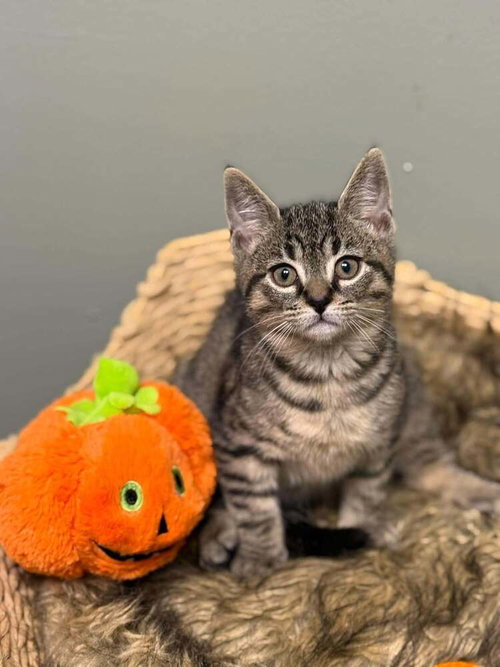 Storm, a cat for adoption from Randall's Rescues, Inc.