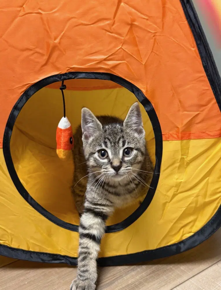 Storm - Domestic Short Hair