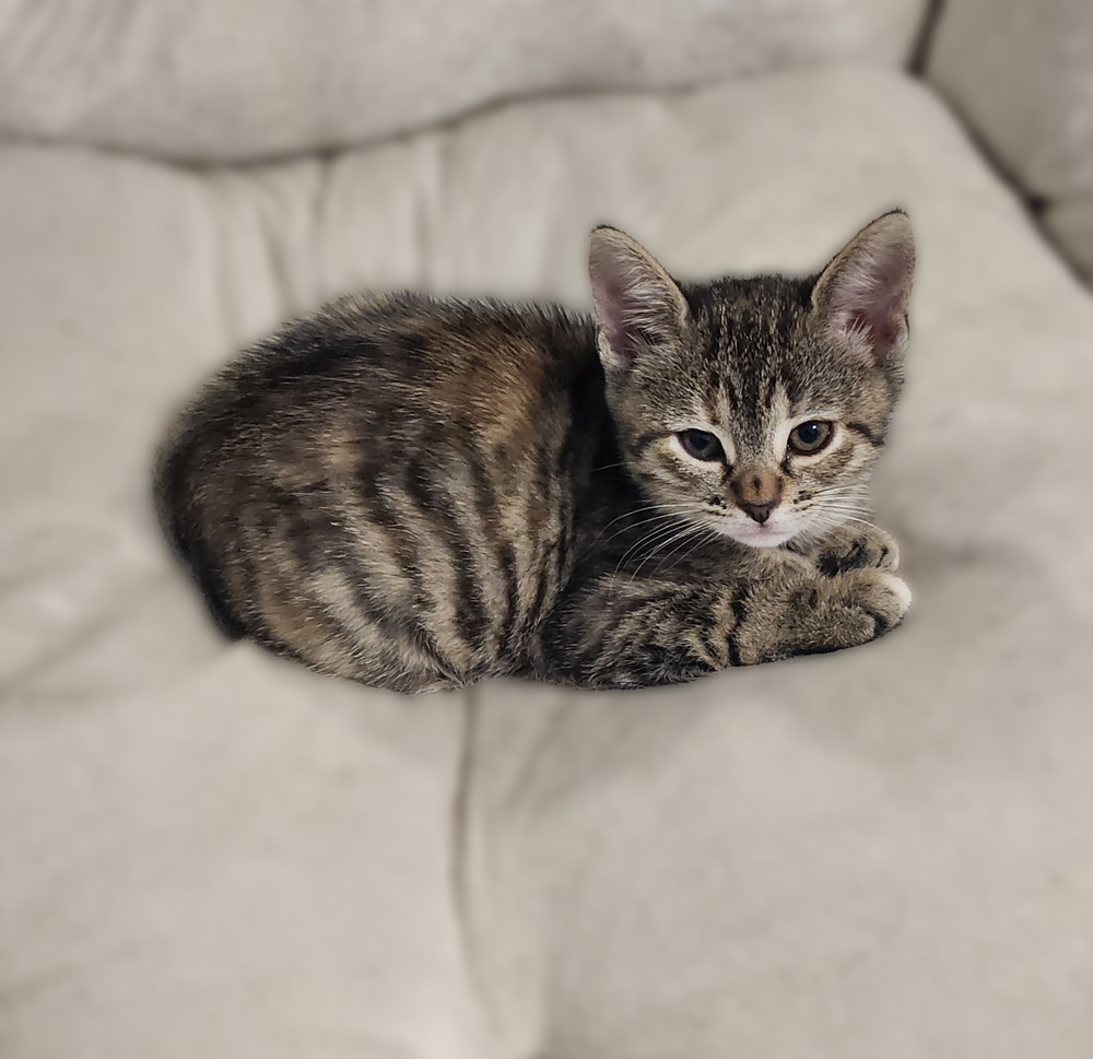Raine, Domestic Short Hair