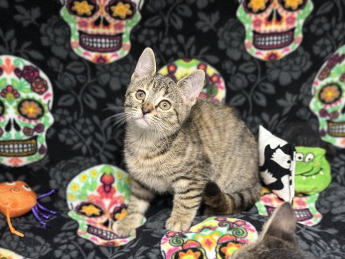 Raine, a cat for adoption from Randall's Rescues, Inc.