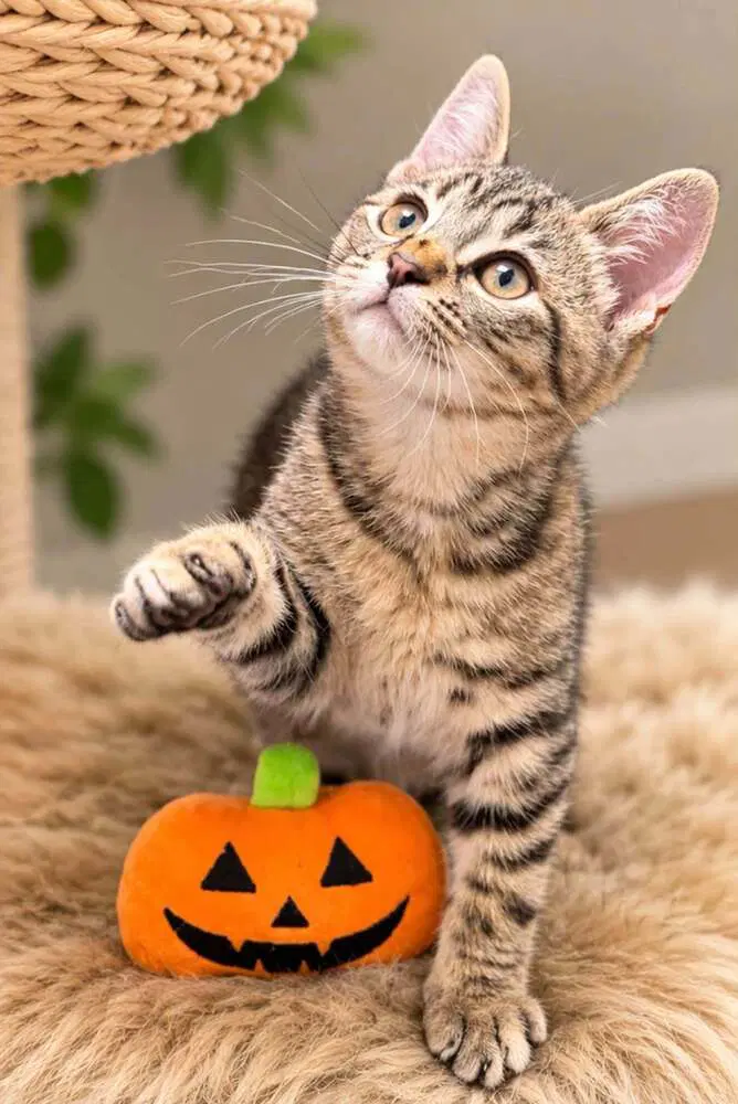 Raine - Domestic Short Hair