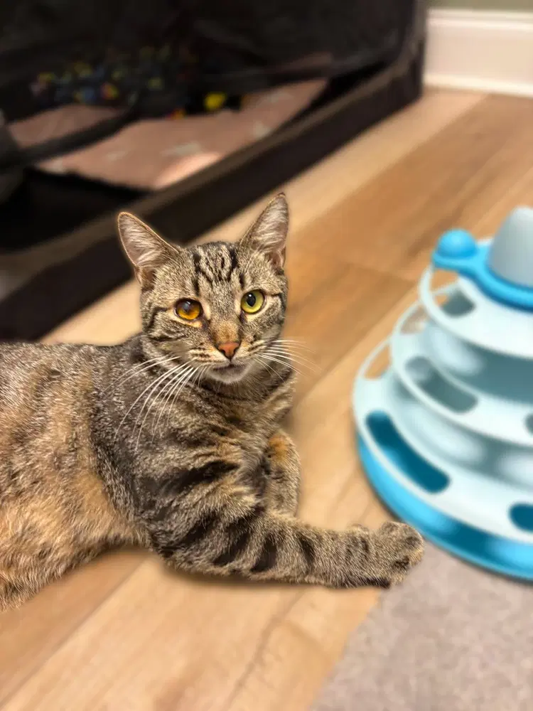 Rooster - Domestic Short Hair