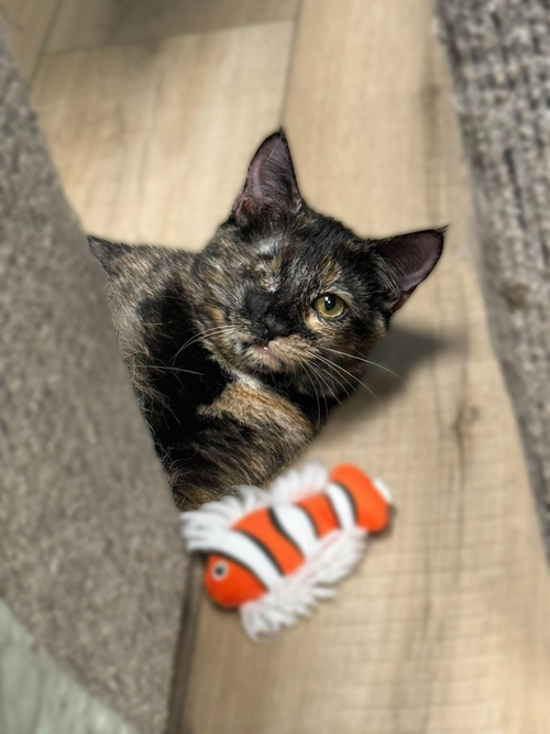 Birdie, a cat for adoption from Randall's Rescues, Inc.